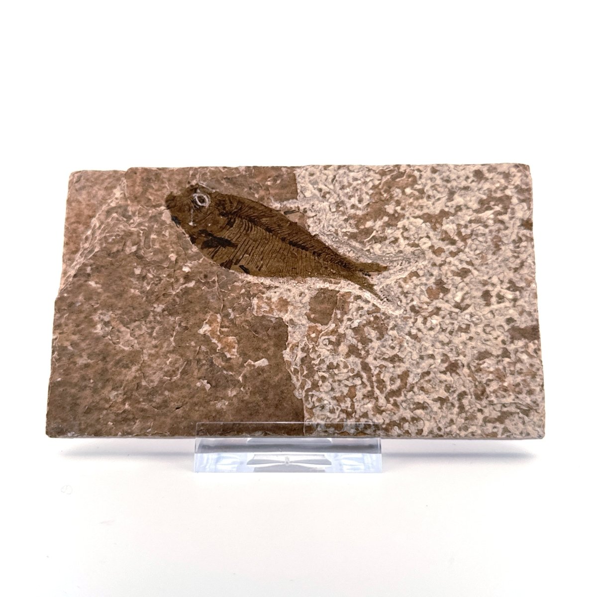 Knightia eoceana Fossil Fish from Green River Formation, USA (2.25") - FossilsAndMore