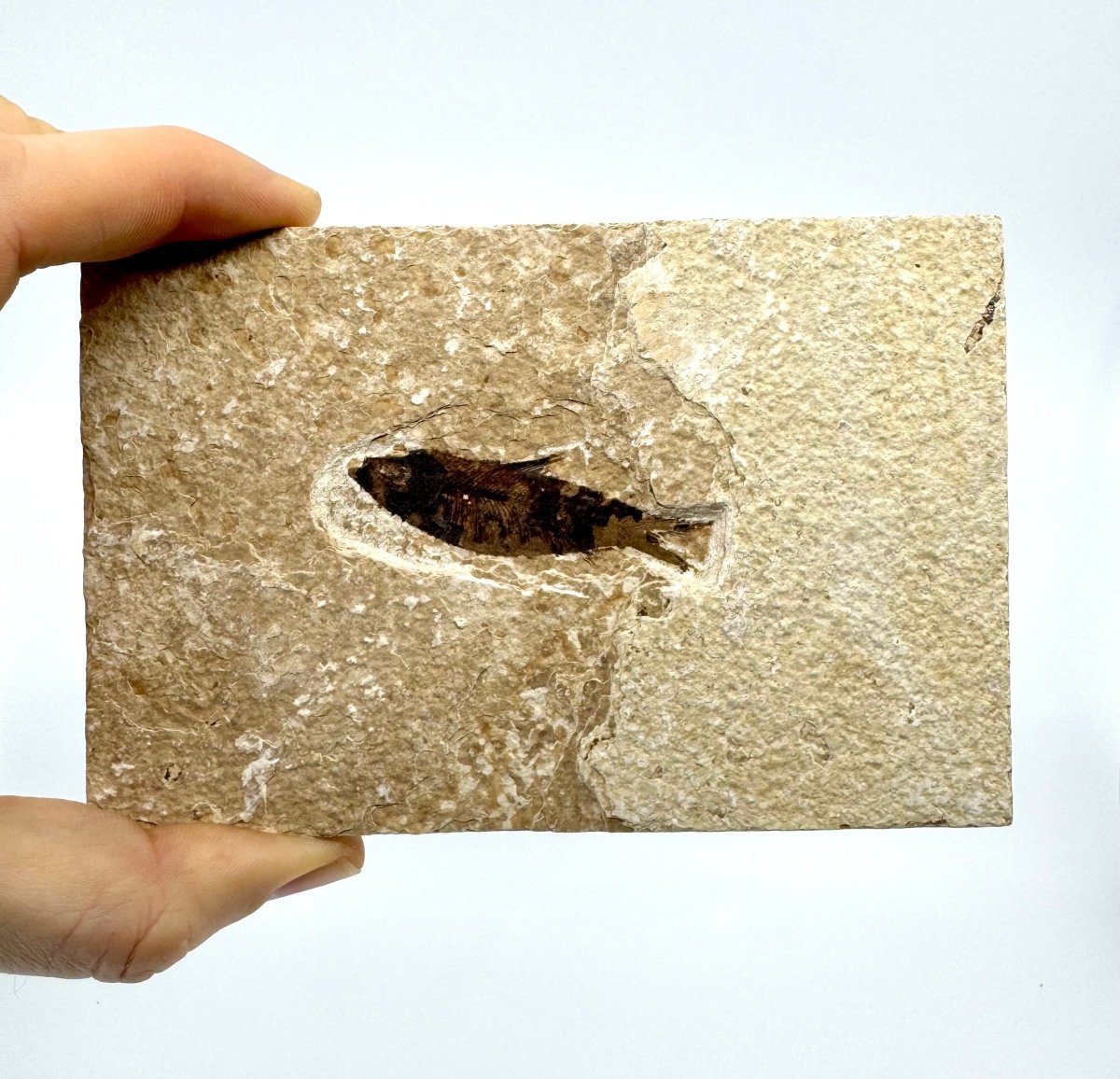 Knightia eoceana Fossil Fish from Green River Formation, USA (2.27") - FossilsAndMore