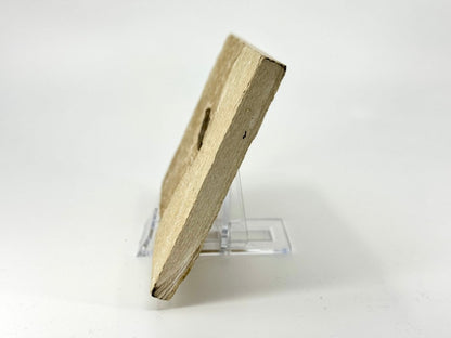 Knightia eoceana Fossil Fish from Green River Formation, USA (2.27") - FossilsAndMore