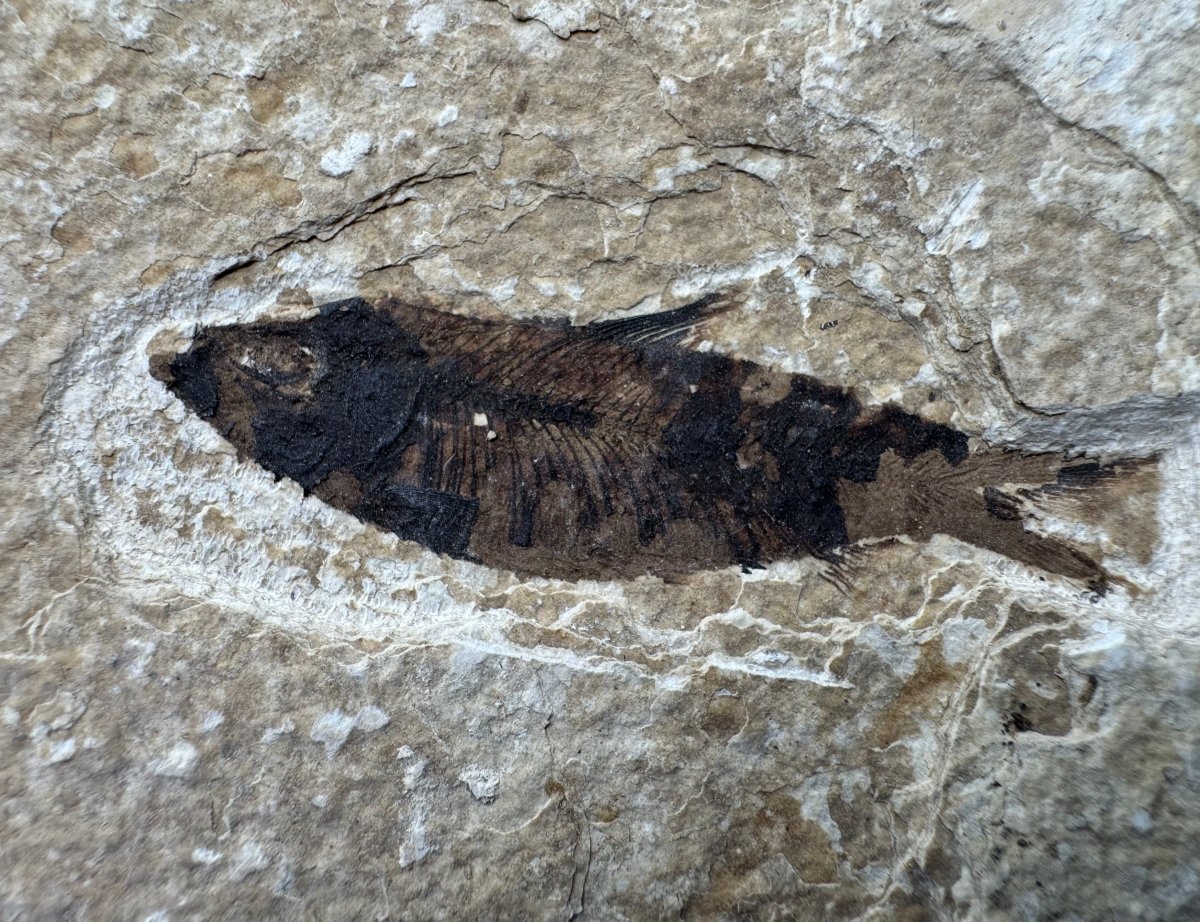 Knightia eoceana Fossil Fish from Green River Formation, USA (2.27") - FossilsAndMore