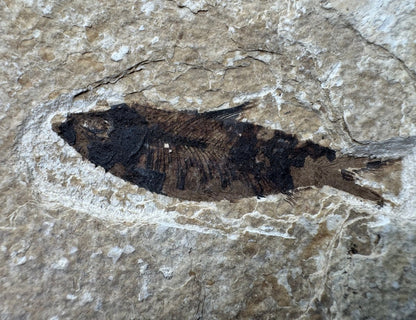 Knightia eoceana Fossil Fish from Green River Formation, USA (2.27") - FossilsAndMore