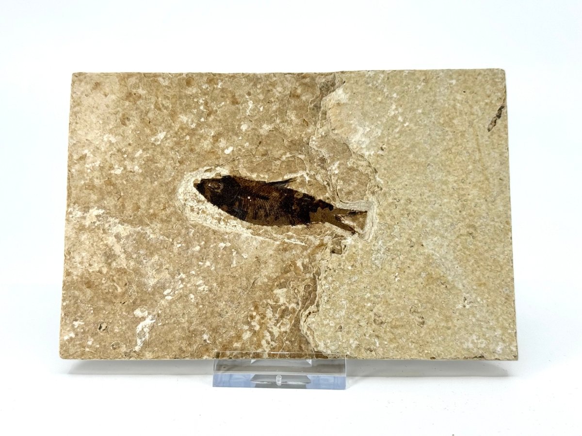 Knightia eoceana Fossil Fish from Green River Formation, USA (2.27") - FossilsAndMore