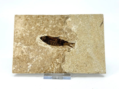 Knightia eoceana Fossil Fish from Green River Formation, USA (2.27") - FossilsAndMore