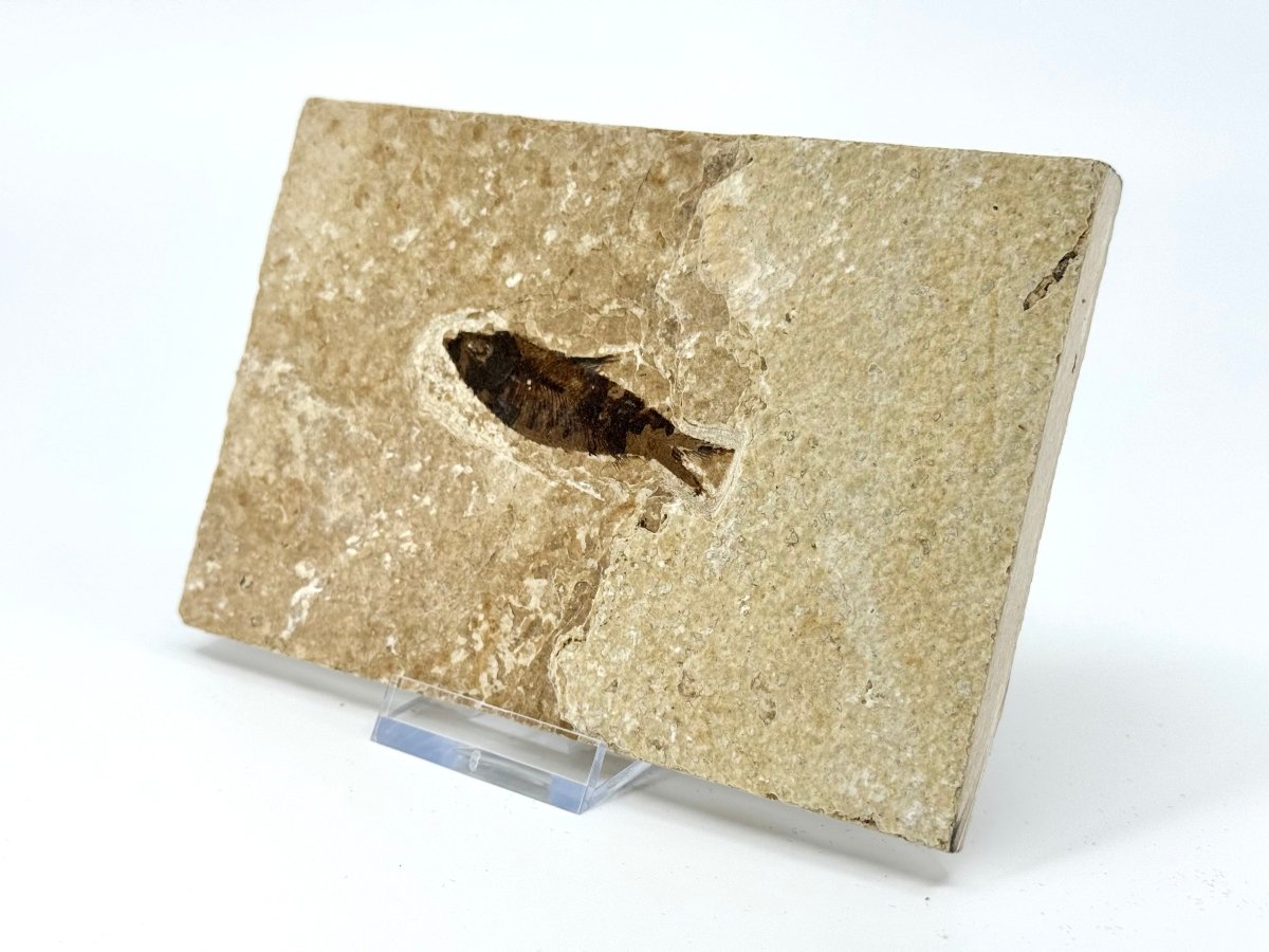 Knightia eoceana Fossil Fish from Green River Formation, USA (2.27") - FossilsAndMore