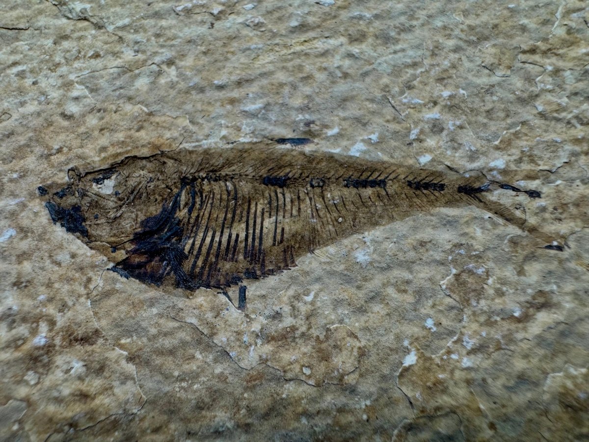 Knightia eoceana Fossil Fish from Green River Formation, USA (2.30") - FossilsAndMore
