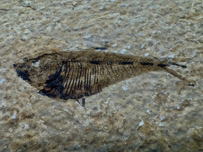 Knightia eoceana Fossil Fish from Green River Formation, USA (2.30") - FossilsAndMore