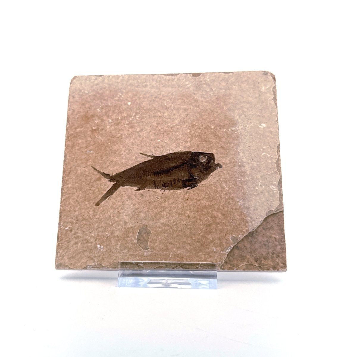 Knightia eoceana Fossil Fish from Green River Formation, USA (2.30") - FossilsAndMore