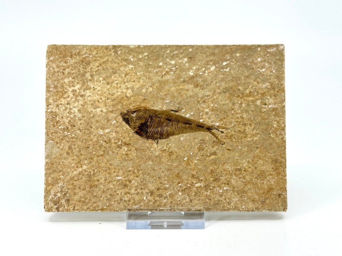 Knightia eoceana Fossil Fish from Green River Formation, USA (2.30") - FossilsAndMore