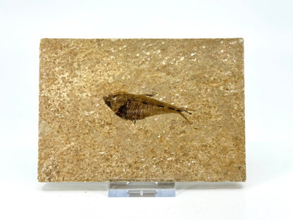 Knightia eoceana Fossil Fish from Green River Formation, USA (2.30") - FossilsAndMore