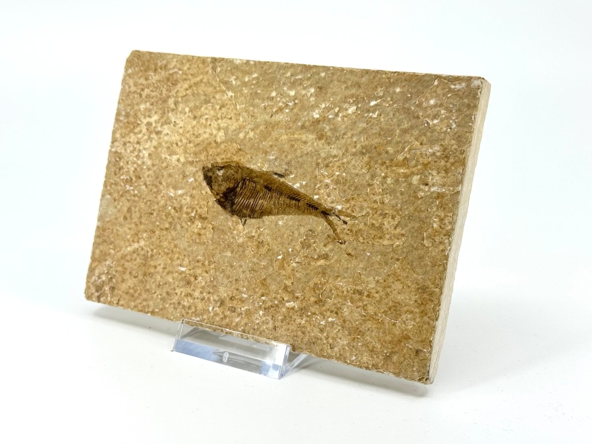 Knightia eoceana Fossil Fish from Green River Formation, USA (2.30") - FossilsAndMore