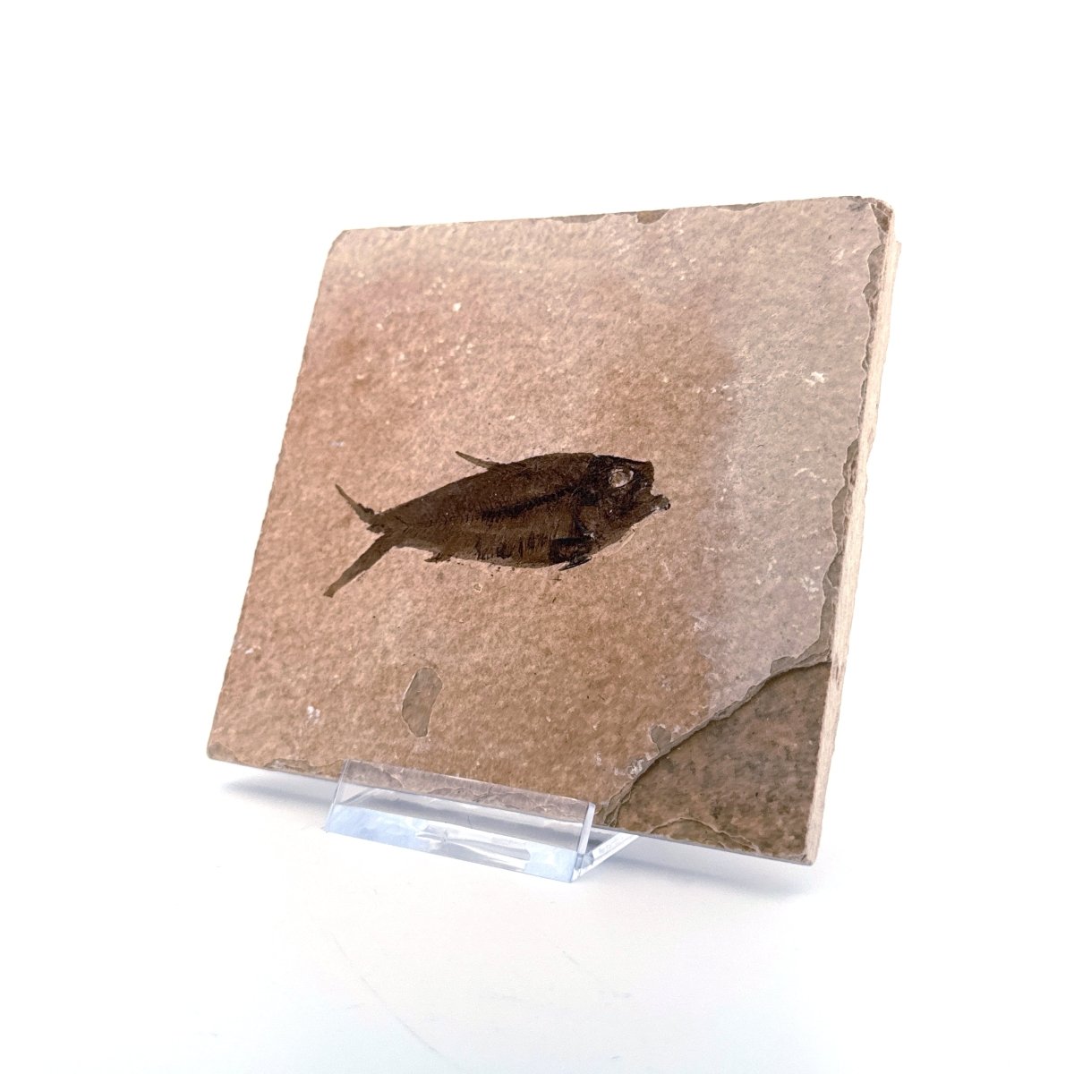 Knightia eoceana Fossil Fish from Green River Formation, USA (2.30") - FossilsAndMore
