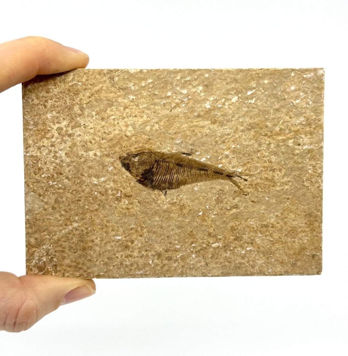 Knightia eoceana Fossil Fish from Green River Formation, USA (2.30") - FossilsAndMore