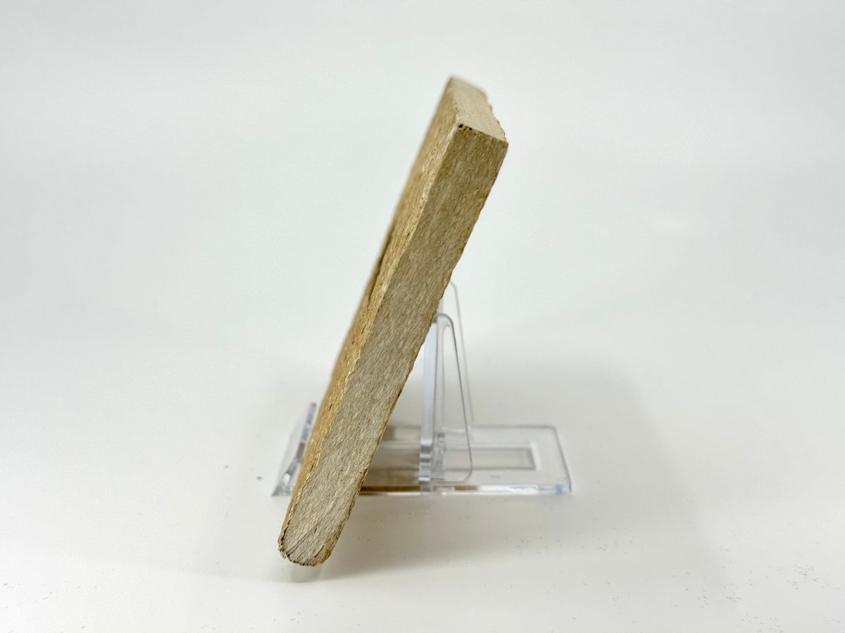 Knightia eoceana Fossil Fish from Green River Formation, USA (2.30") - FossilsAndMore