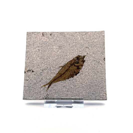 Knightia eoceana Fossil Fish from Green River Formation, USA (2.35") - FossilsAndMore