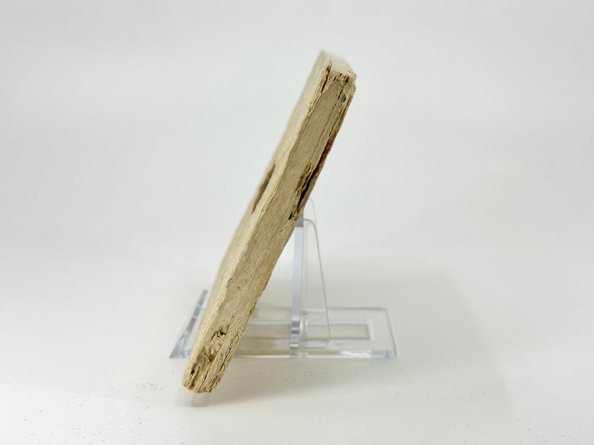 Knightia eoceana Fossil Fish from Green River Formation, USA (2.39") - FossilsAndMore