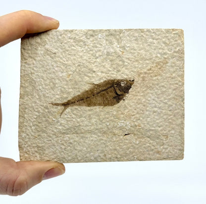 Knightia eoceana Fossil Fish from Green River Formation, USA (2.39") - FossilsAndMore