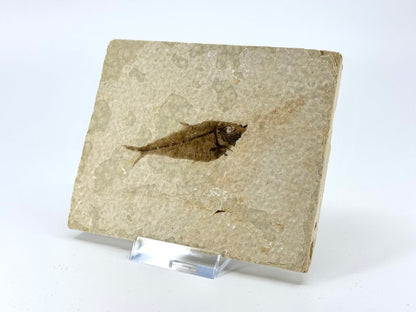 Knightia eoceana Fossil Fish from Green River Formation, USA (2.39") - FossilsAndMore