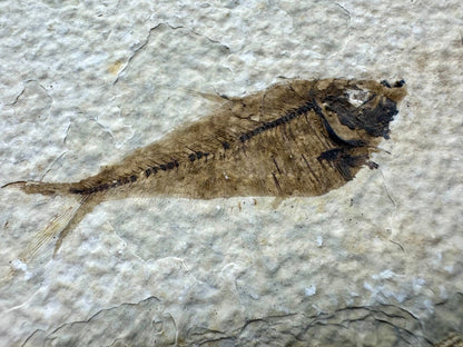 Knightia eoceana Fossil Fish from Green River Formation, USA (2.39") - FossilsAndMore