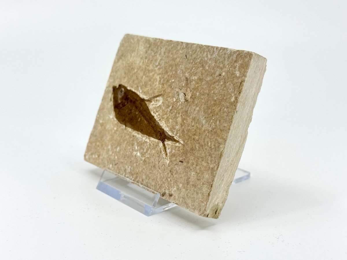 Knightia eoceana Fossil Fish from Green River Formation, USA (2.48") - FossilsAndMore