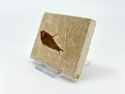 Knightia eoceana Fossil Fish from Green River Formation, USA (2.48") - FossilsAndMore