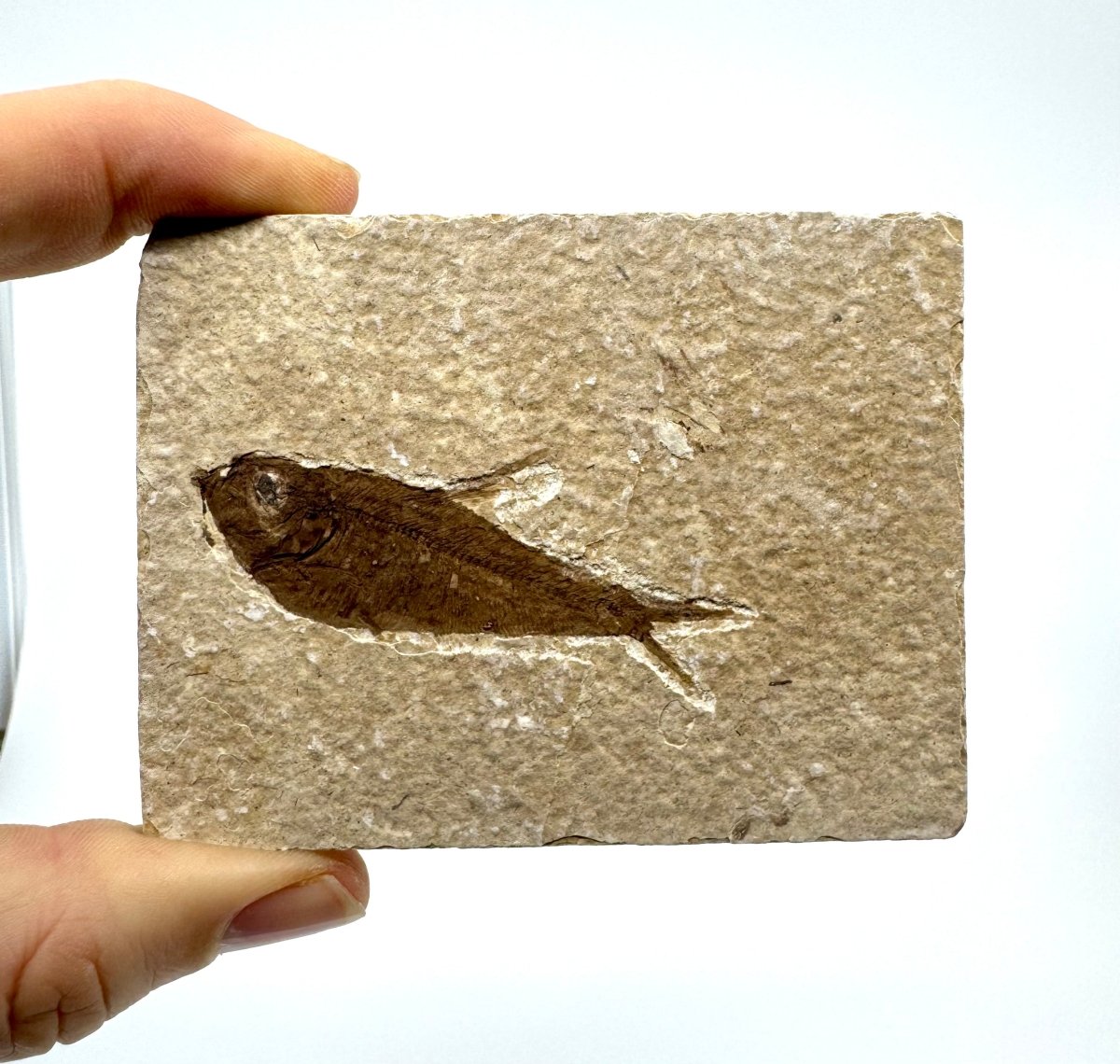 Knightia eoceana Fossil Fish from Green River Formation, USA (2.48") - FossilsAndMore