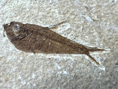 Knightia eoceana Fossil Fish from Green River Formation, USA (2.48") - FossilsAndMore