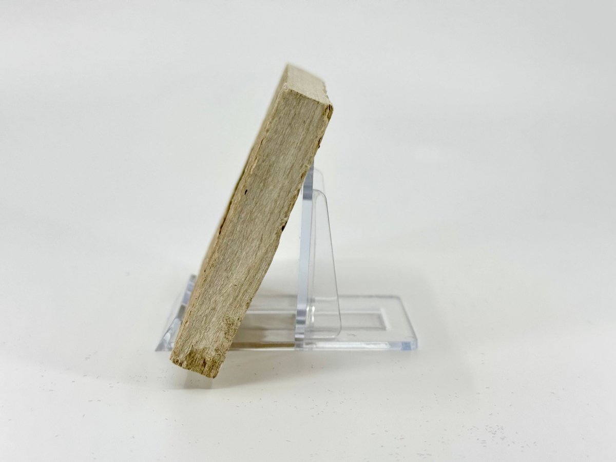 Knightia eoceana Fossil Fish from Green River Formation, USA (2.48") - FossilsAndMore