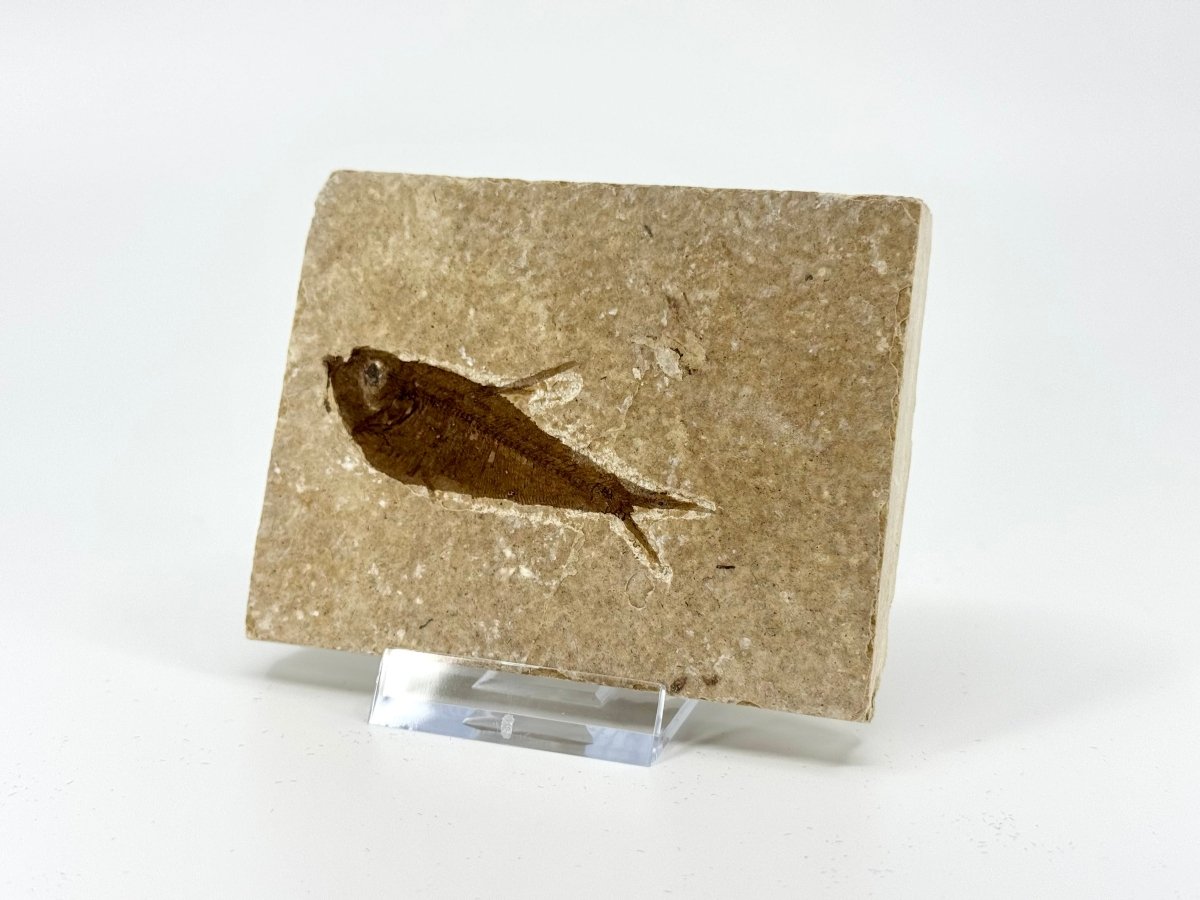 Knightia eoceana Fossil Fish from Green River Formation, USA (2.48") - FossilsAndMore