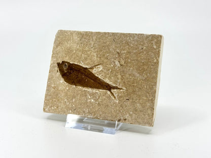 Knightia eoceana Fossil Fish from Green River Formation, USA (2.48") - FossilsAndMore