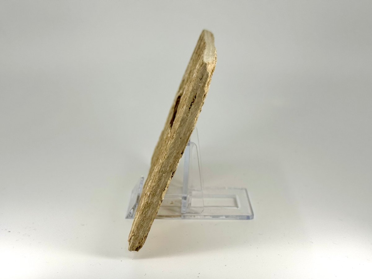 Knightia eoceana Fossil Fish from Green River Formation, USA (2.50") - FossilsAndMore