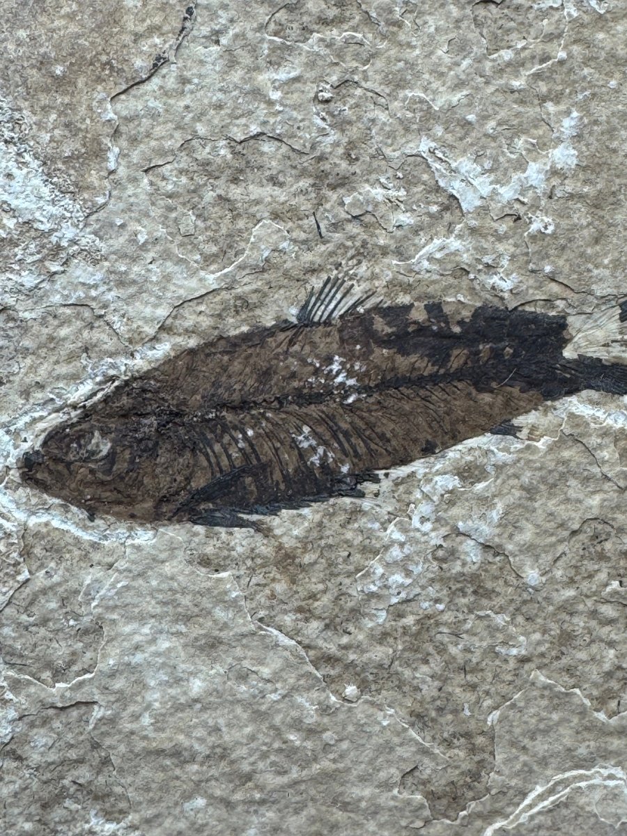 Knightia eoceana Fossil Fish from Green River Formation, USA (2.50") - FossilsAndMore