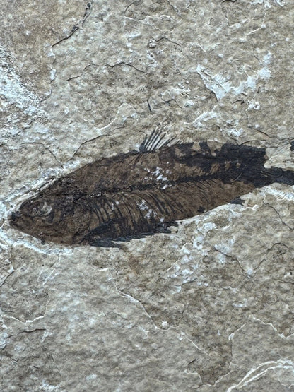 Knightia eoceana Fossil Fish from Green River Formation, USA (2.50") - FossilsAndMore