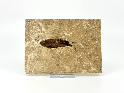 Knightia eoceana Fossil Fish from Green River Formation, USA (2.50") - FossilsAndMore