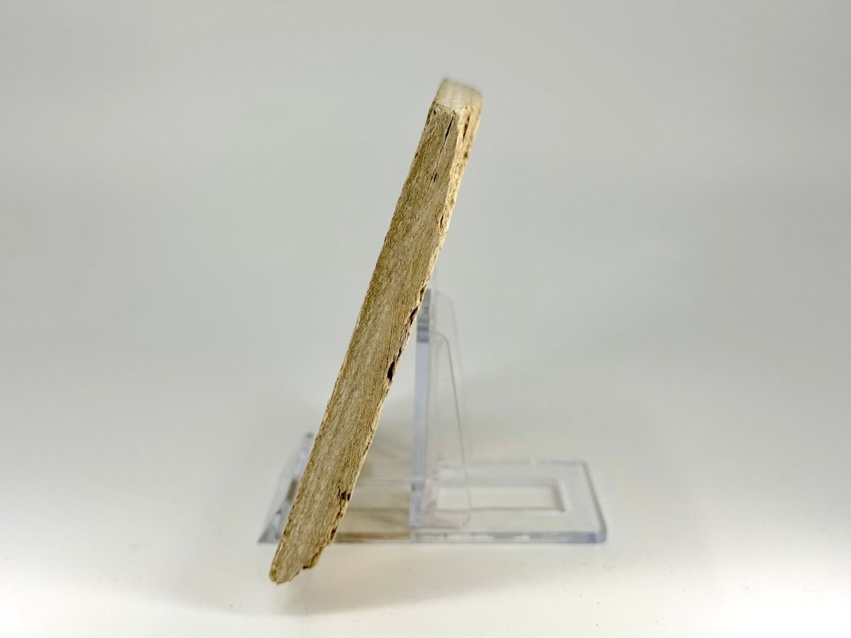 Knightia eoceana Fossil Fish from Green River Formation, USA (2.58") - FossilsAndMore