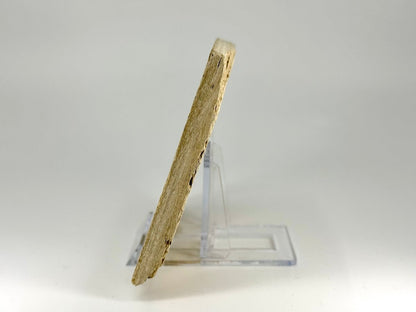 Knightia eoceana Fossil Fish from Green River Formation, USA (2.58") - FossilsAndMore