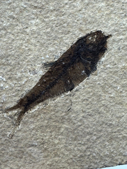 Knightia eoceana Fossil Fish from Green River Formation, USA (2.58") - FossilsAndMore