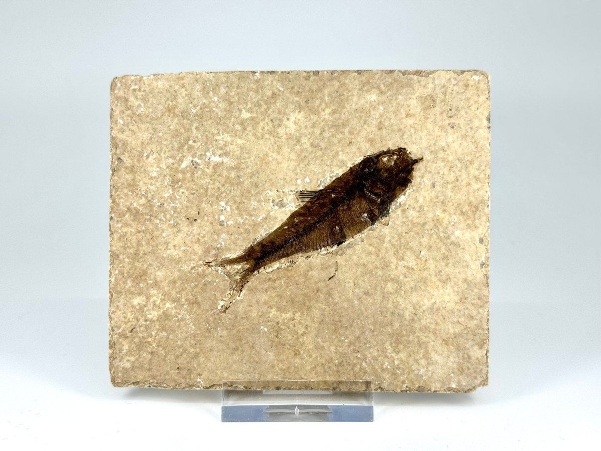 Knightia eoceana Fossil Fish from Green River Formation, USA (2.58") - FossilsAndMore