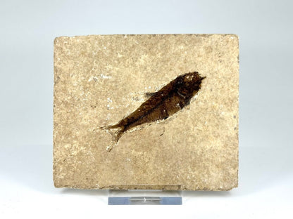 Knightia eoceana Fossil Fish from Green River Formation, USA (2.58") - FossilsAndMore