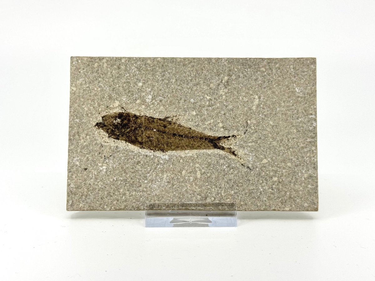 Knightia eoceana Fossil Fish from Green River Formation, USA (2.72") - FossilsAndMore