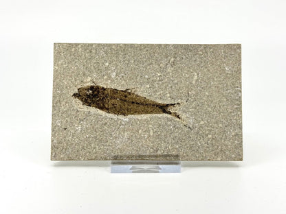 Knightia eoceana Fossil Fish from Green River Formation, USA (2.72") - FossilsAndMore