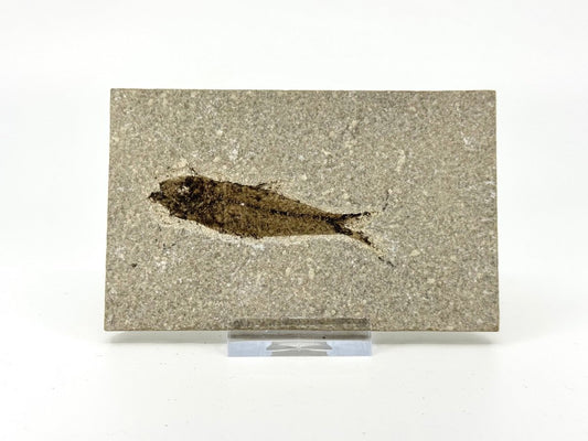 Knightia eoceana Fossil Fish from Green River Formation, USA (2.72") - FossilsAndMore