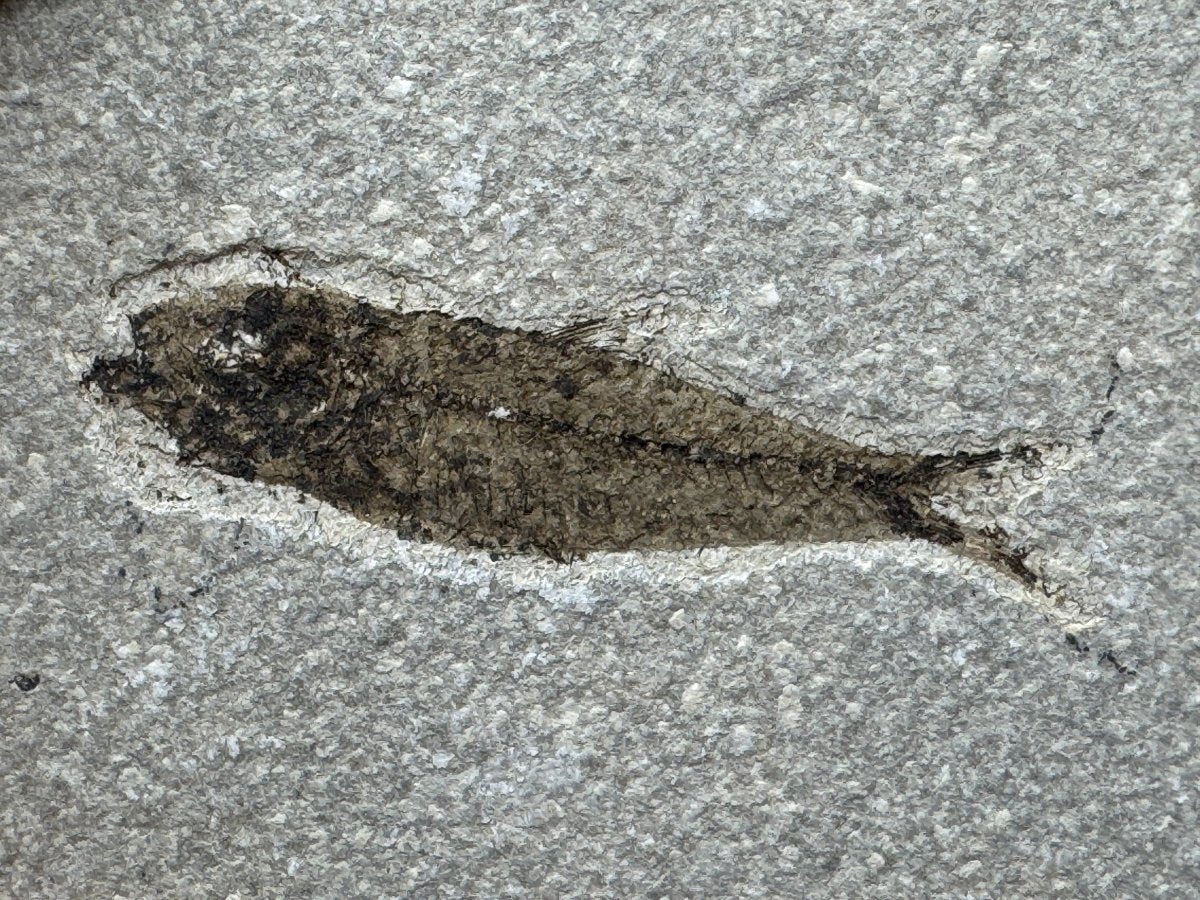 Knightia eoceana Fossil Fish from Green River Formation, USA (2.72") - FossilsAndMore