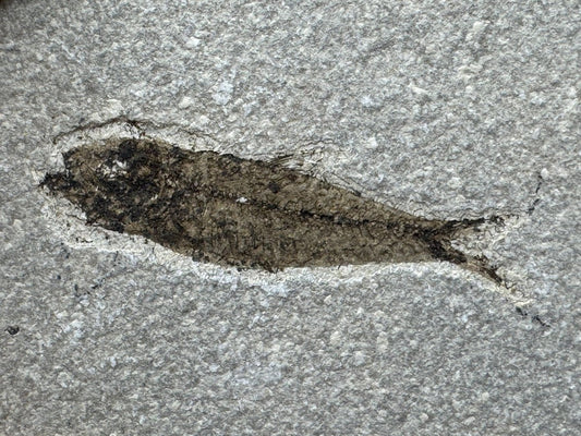 Knightia eoceana Fossil Fish from Green River Formation, USA (2.72") - FossilsAndMore