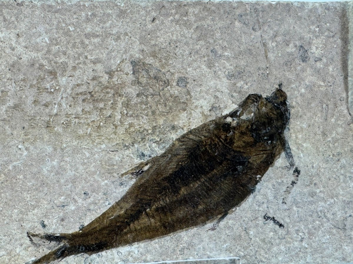 Knightia eoceana Fossil Fish from Green River Formation, USA (2.78") - FossilsAndMore
