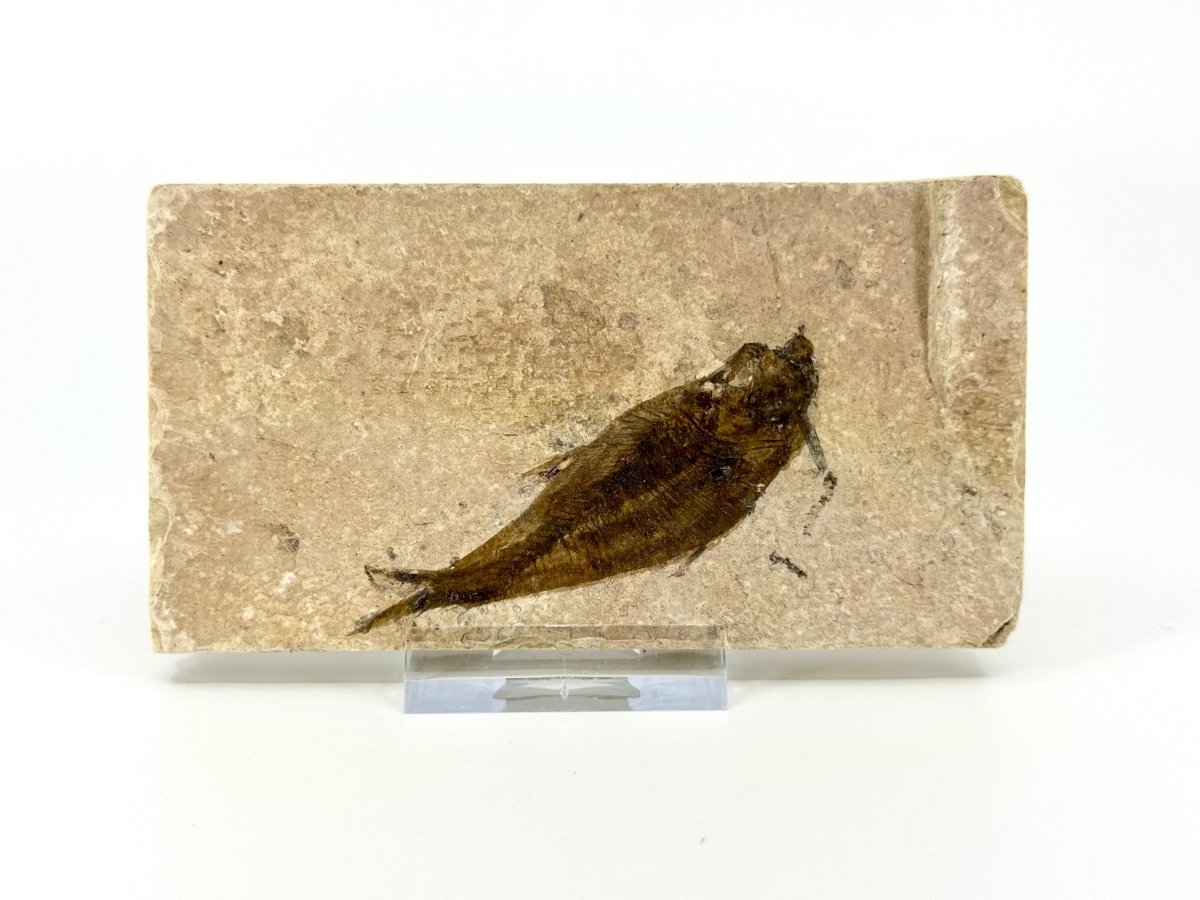 Knightia eoceana Fossil Fish from Green River Formation, USA (2.78") - FossilsAndMore