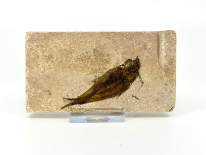 Knightia eoceana Fossil Fish from Green River Formation, USA (2.78") - FossilsAndMore