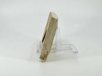 Knightia eoceana Fossil Fish from Green River Formation, USA (2.78") - FossilsAndMore