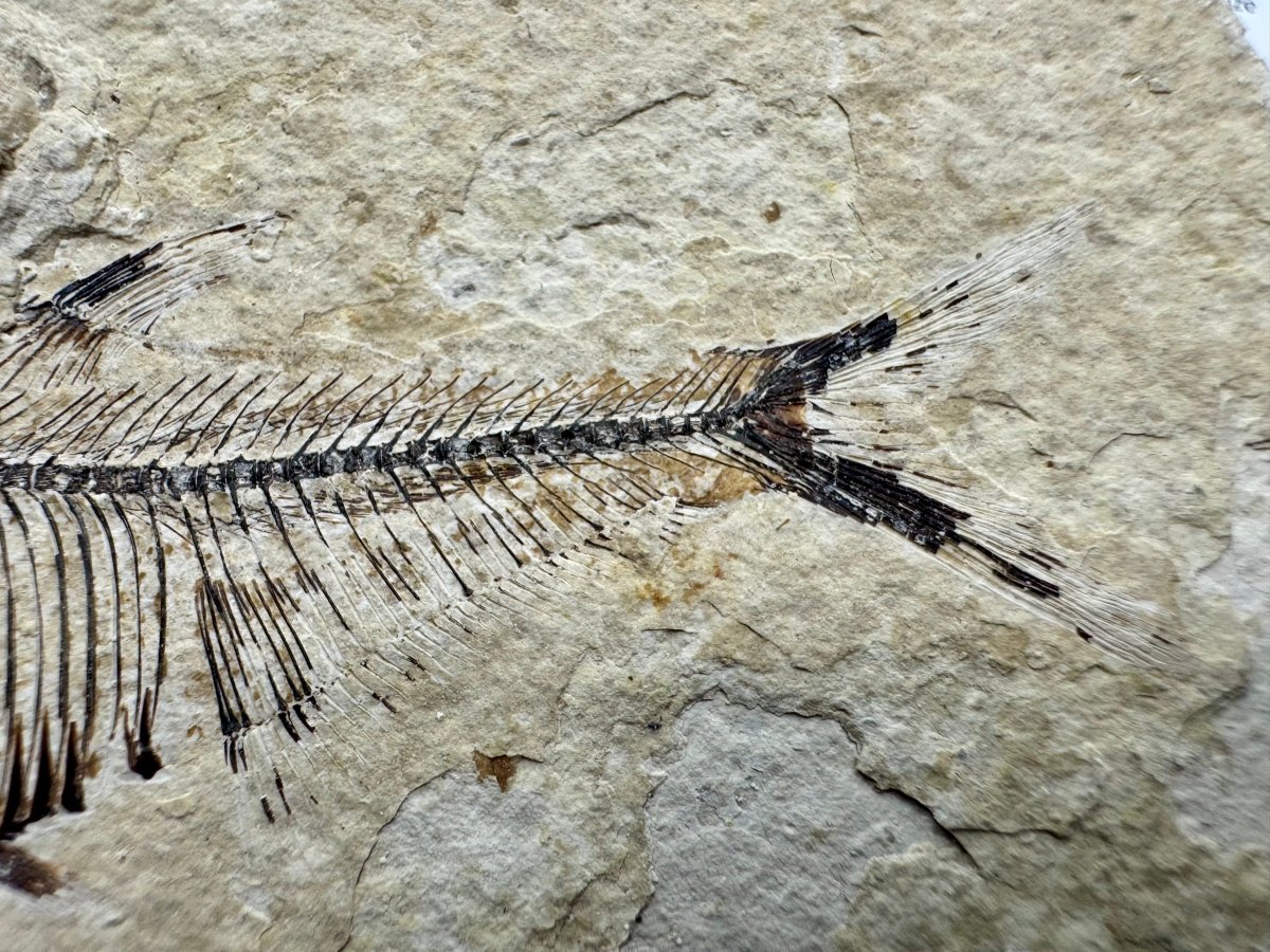 Knightia eoceana Fossil Fish from Green River Formation, USA (2.88") - FossilsAndMore