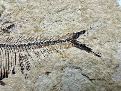 Knightia eoceana Fossil Fish from Green River Formation, USA (2.88") - FossilsAndMore