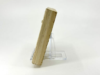 Knightia eoceana Fossil Fish from Green River Formation, USA (2.88") - FossilsAndMore